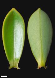 Veronica cockayneana. Leaf surfaces, adaxial (left) and abaxial (right). Scale = 1 mm.
 Image: W.M. Malcolm © Te Papa CC-BY-NC 3.0 NZ